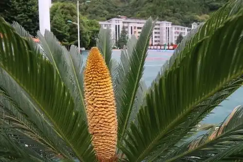  铁树开花校园小景