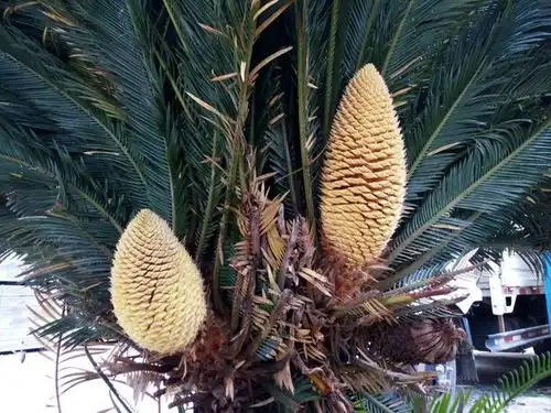  难得一见铁树开花,原来这么神奇