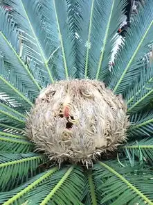  铁树开花不稀奇,铁树还会结果揭阳人你见过吗