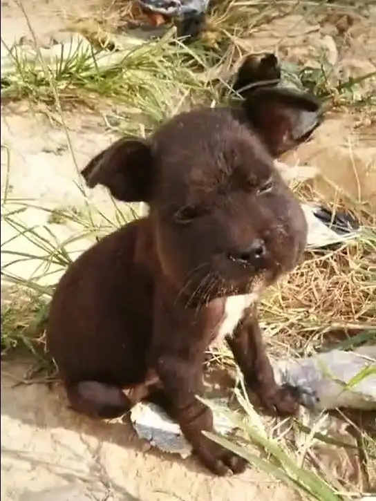 搞笑奶奶图片马蜂