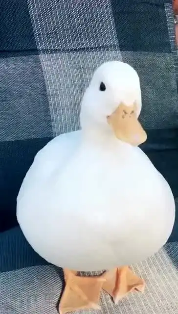  这鸭子很像一个开关搞笑动物视频