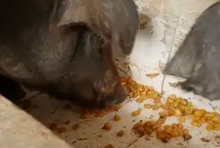  猪打针打为什么出血