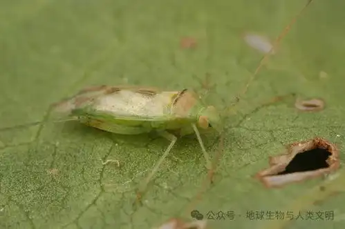 蝽的种类及图片