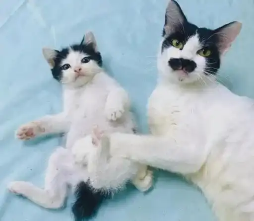  没有猫主子驾驭不了的发型小猫咪的搞笑发型,自带笑点
