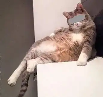  暗访地下吸猫场所揭露猫色行业不堪入目画面
