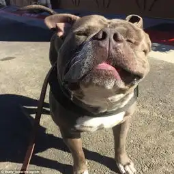  斗牛犬面露悲哀撅嘴卖萌走红网络成明星