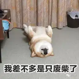 搞笑图片集 微信柴犬