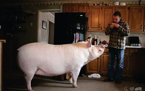 一群猪吃饭的图片搞笑宠