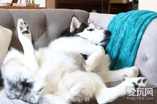  本周囧雷傻缺图784