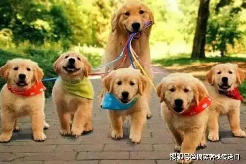  幽默笑话我提了一个问题,老婆你没事做的话,去把碗给刷了