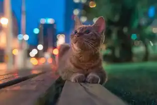 他走遍上海大街小巷,5年为猫咪拍下3万张照片  他走遍上海大街小巷,5年为猫咪拍下3万张照片