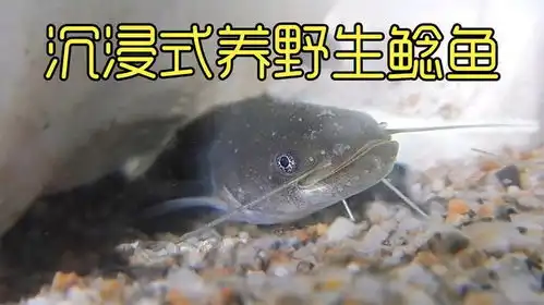  沉浸式养鲶鱼,野外发现的鲶鱼卵带回家孵化,太好玩太神奇了
