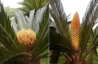 园林景观资讯_园林设计,景观设计,园林施工,园林植物,景观图纸,效果图,景观图片_定鼎园林 园林景观资讯_园林设计,景观设计,园林施工,园林植物,景观图纸,效果图,景观图片_定鼎园林