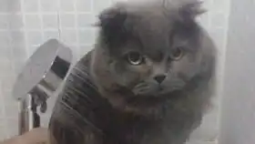  搞怪头像2