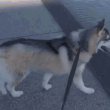  搞笑gif趣图我都已经够痛苦了,你怎么能这样呢