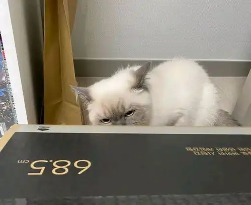  我寻思一只猫能可爱到哪去直到见了它的表情包