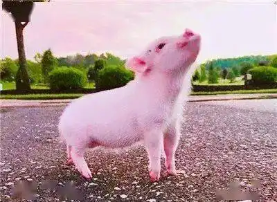  张芯怡朗读鳄鱼与猴子搬木头比赛