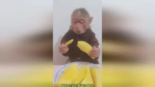 猴哥吃水果搞笑动物  猴哥吃水果搞笑动物