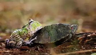 印尼男子拍青蛙骑乌龟搭便车有趣一幕  印尼男子拍青蛙骑乌龟搭便车有趣一幕