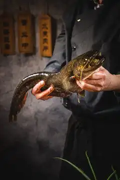  东北铁锅炖食材干蘑菇小蘑菇图片素材下载食品餐饮素材下的中国菜系图片素材