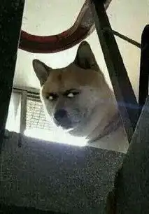 谢谢的搞笑图片轻松一刻