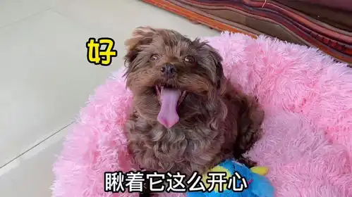  家里的狗子都是戏精蓝宝最后的表情太搞笑了
