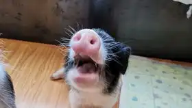萌猪vlog敲碗猪猪会怎样猪猪看到空碗的表情太搞笑了小香猪乖乖成长日记  萌猪vlog敲碗猪猪会怎样猪猪看到空碗的表情太搞笑了小香猪乖乖成长日记