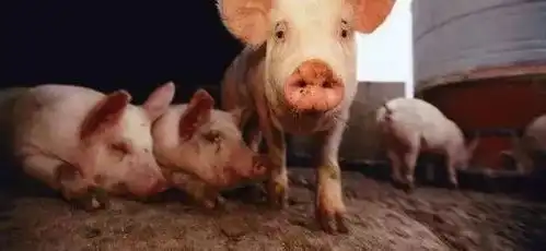  非洲猪瘟蔓延,猪肉还能吃吗随州人最关心的问题来了赶紧看