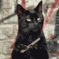 猫gif搞笑图片gif