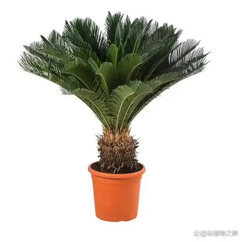 铁树多久开一次花揭秘铁树开花的周期与养护要点