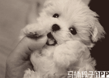  今日爆笑gif这是狗急破墙的节奏吗