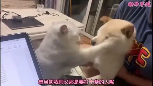  爆笑小黄鸭挑战一百只小黑鸭,鸭王就此诞生