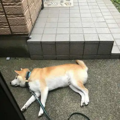  柴犬头像搞笑高清图片单身狗头像柴犬系列