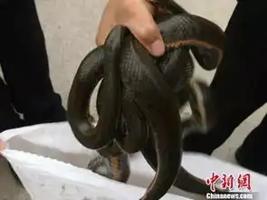  崇左警方查获逾5万条只涉走私活体蛇类和沼蛙,最终放归大自然