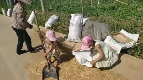 在泰安一农村,小姊妹俩帮奶奶收麦子  在泰安一农村,小姊妹俩帮奶奶收麦子