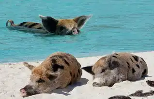 一群猪吃饭的图片搞笑吃