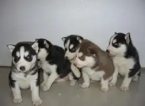  加微信24小时在线服务13025036931犬舍直销