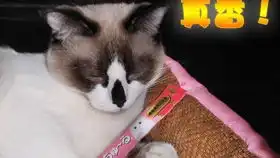  给浣熊兑奖中了块猫薄荷糖,又好吃又好玩主子给好评