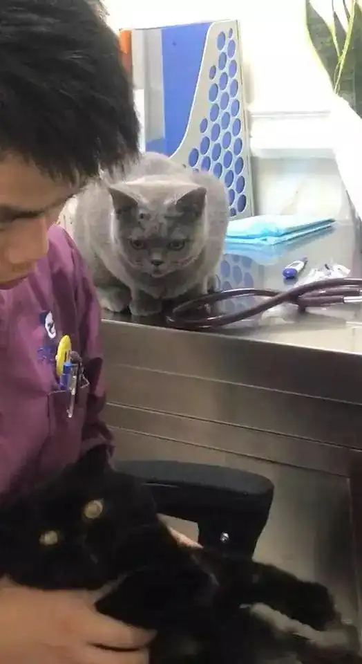 哈哈喵开黑的表情包母猫