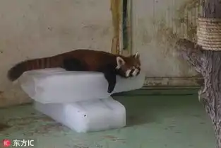  晒晒动物夏日避暑高招热疯了我的命是这冰块给的