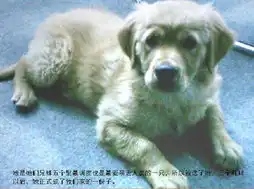  一只叫julia的狗的一生我认识她七年九个月二十一天,我们分手却只有短短的半小时poweredphpwind