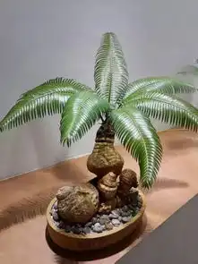  石山苏铁的鉴赏与养护管理