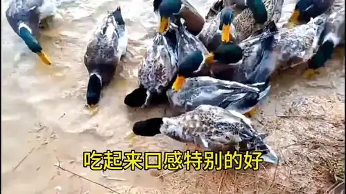 乡村青头鸭,农村生活
