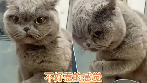 爆笑动物合集之这眼神,这表情,一看就不好惹的感觉  爆笑动物合集之这眼神,这表情,一看就不好惹的感觉