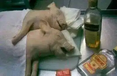 睡觉图片搞笑 表情蛋碎