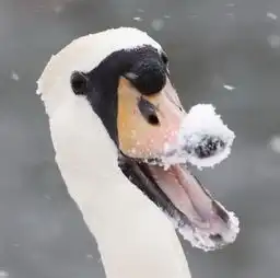 开怀一笑盘点令人捧腹的动物欢乐瞬间  开怀一笑盘点令人捧腹的动物欢乐瞬间