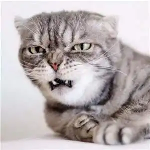  抖音特别火的一只猫,表情笑死我了