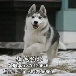  出售精品哈士奇犬,高品质纯血统双蓝眼三把火哈士奇出售精品哈士奇犬,高品质纯血统双蓝眼三把火哈士奇价格出售精品哈士奇犬,高品质纯血统双蓝眼三把火哈士奇厂家