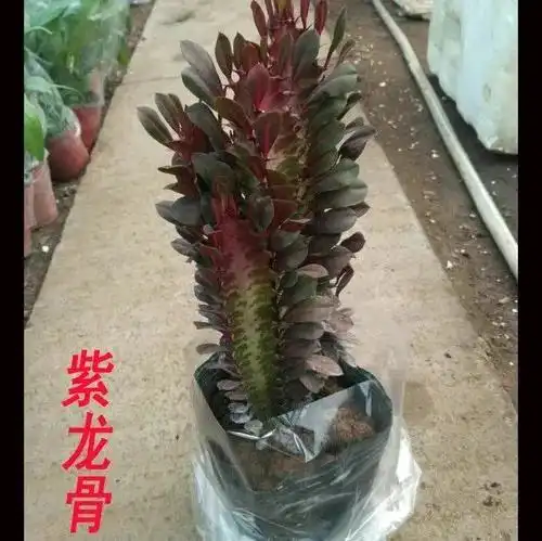  最美的红龙骨开花图片欣赏