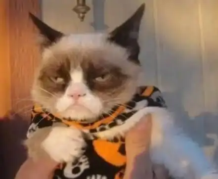  网上最丑猫咪评选,铲屎官纷纷开黑最后一张三只孙红雷赢了